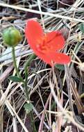 صورة Hibiscus rhodanthus Gürke ex Schinz