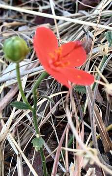 صورة Hibiscus rhodanthus Gürke ex Schinz