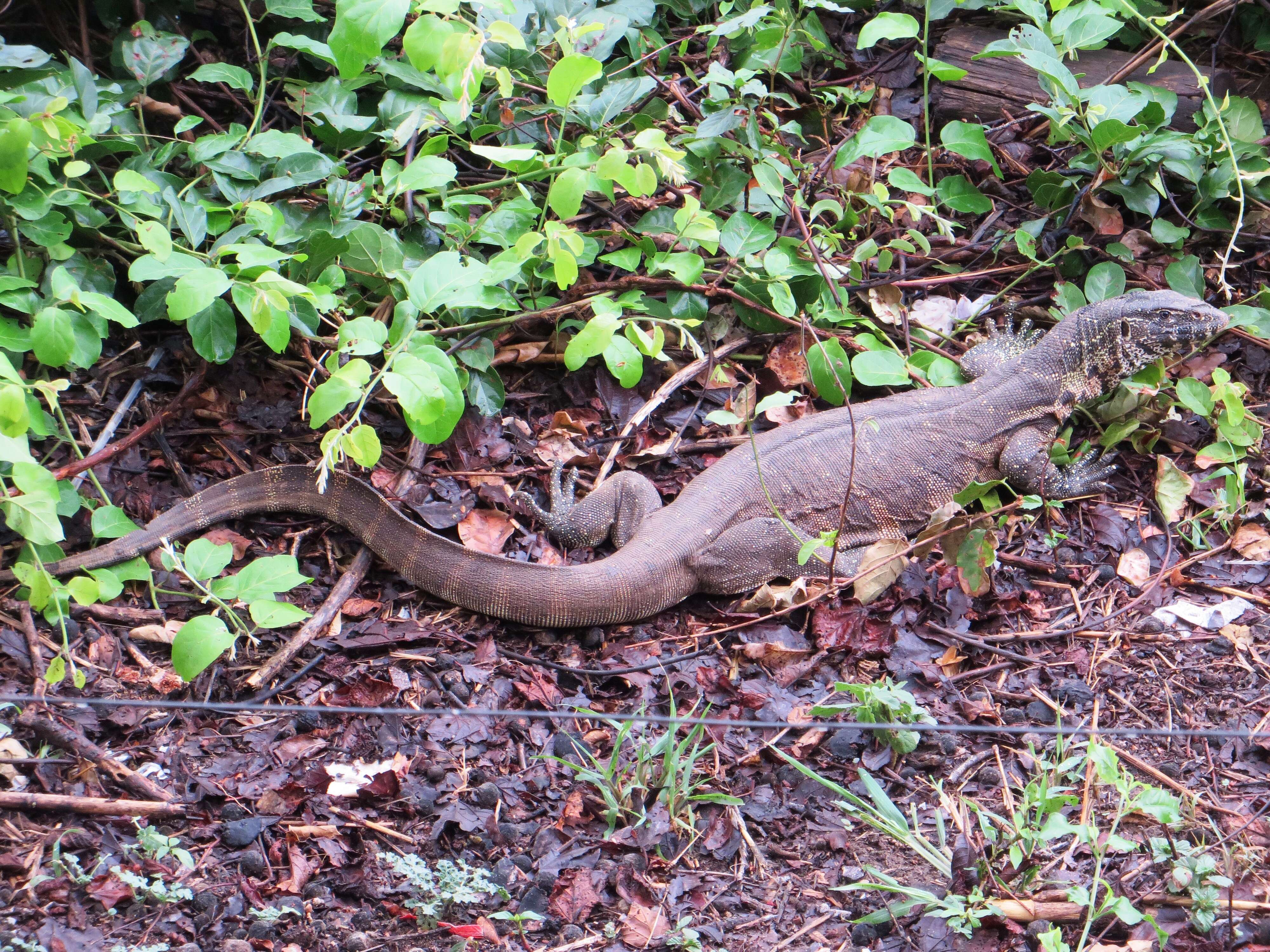 Image of Varanus niloticus