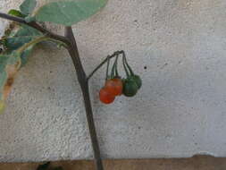 Image of hairy nightshade