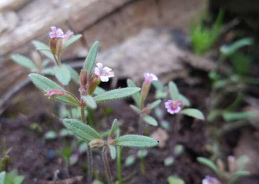 Image of Brewer's Monkey-Flower