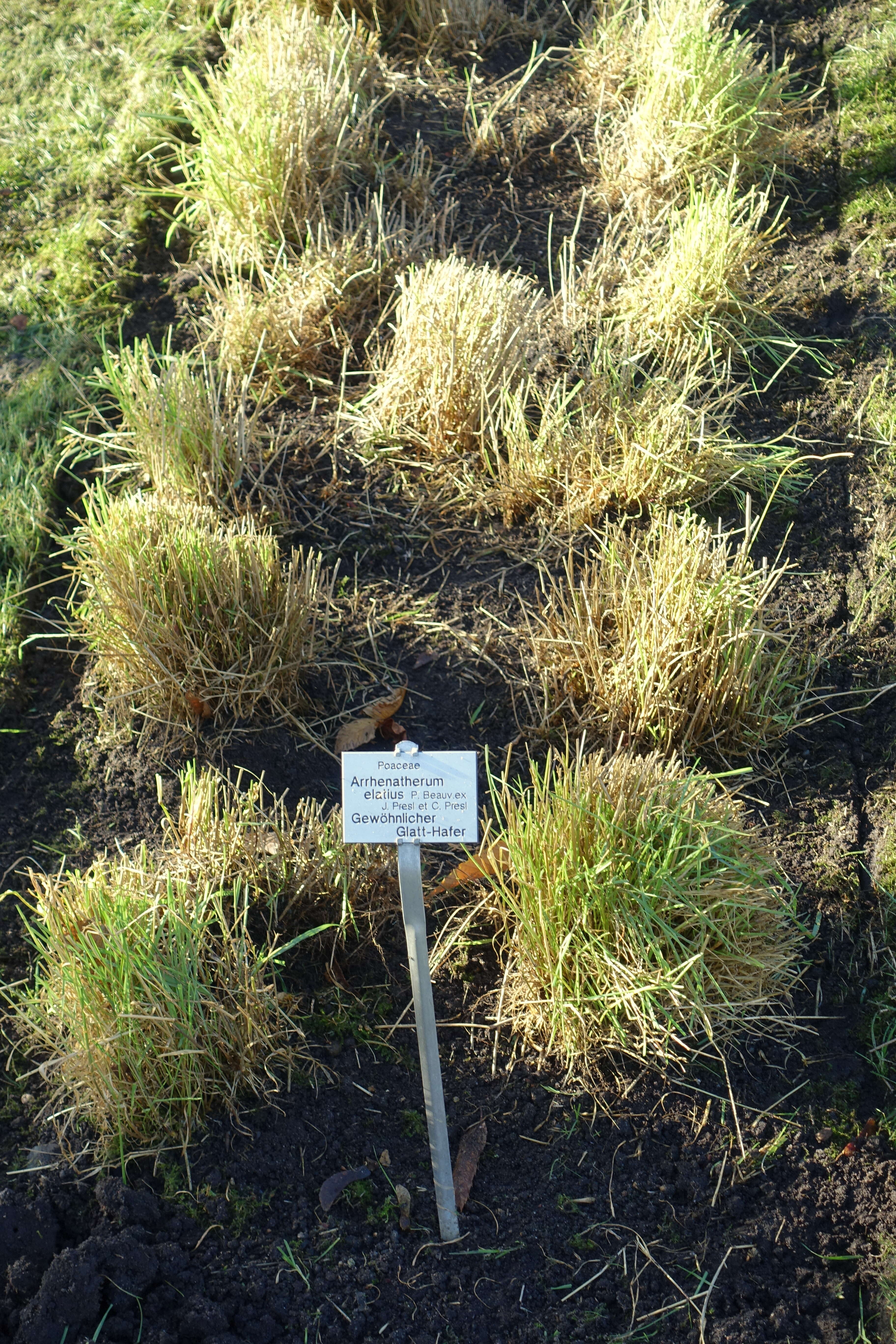 Image of Button Grass