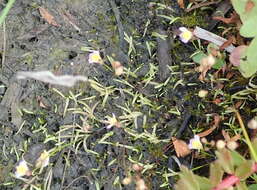 Sivun Utricularia bisquamata Schrank kuva