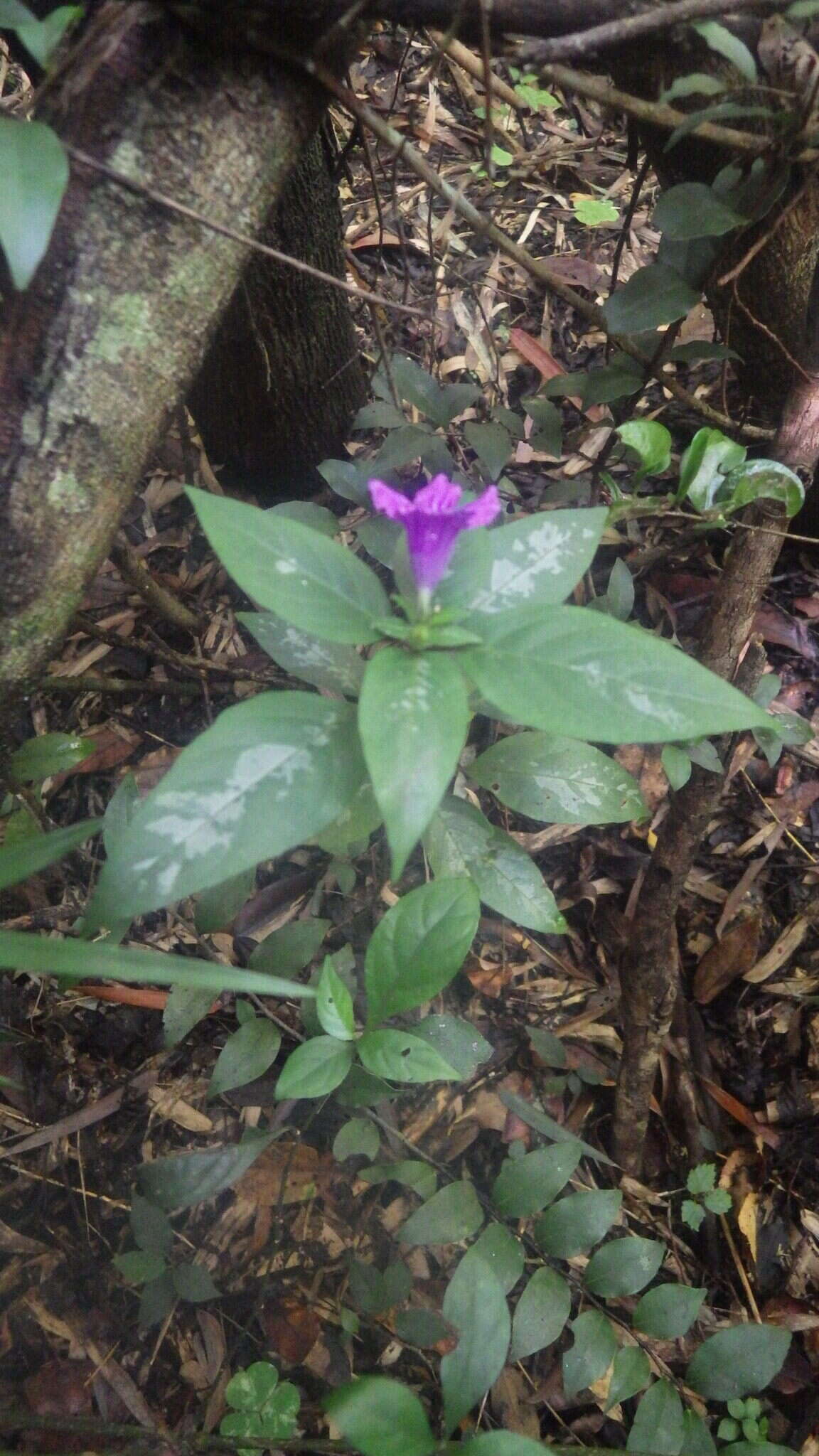 Image of Ruellia cyanea Boj. ex Nees