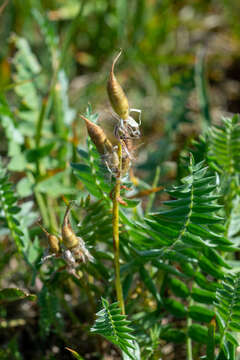 Image of Oxytropis ambigua (Pall.) DC.