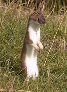 Image of ermine