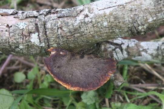 Image de Polyporus hypomelanus Berk. ex Cooke 1886