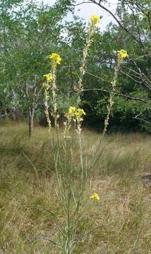 Image de Erysimum canum (Piller & Mitterp.) Polatschek