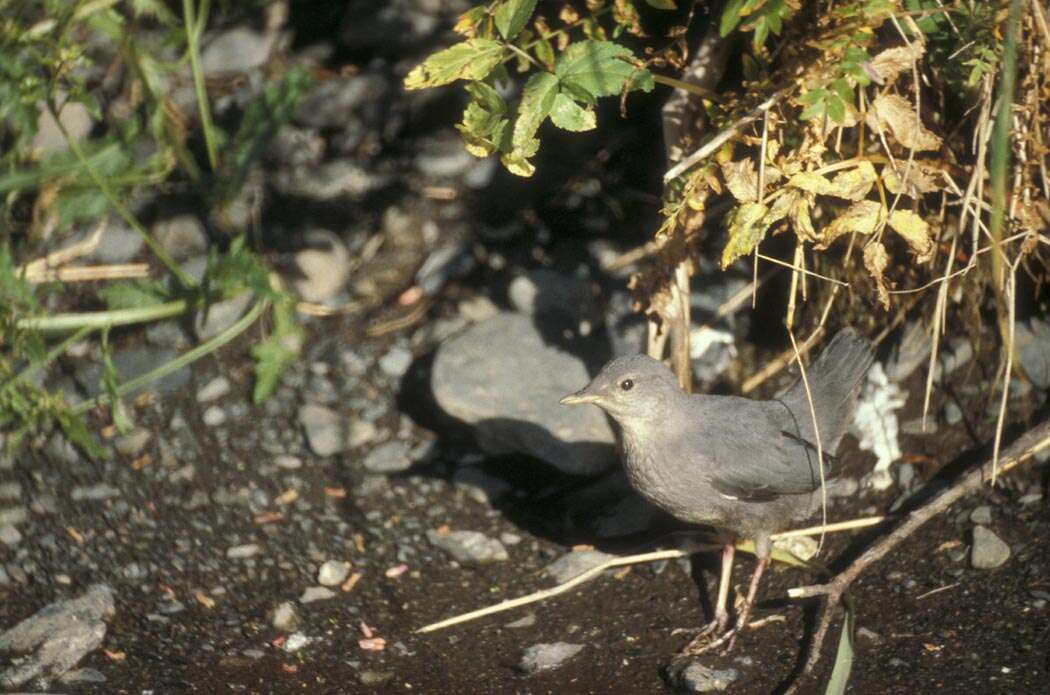 Image of American Dipper