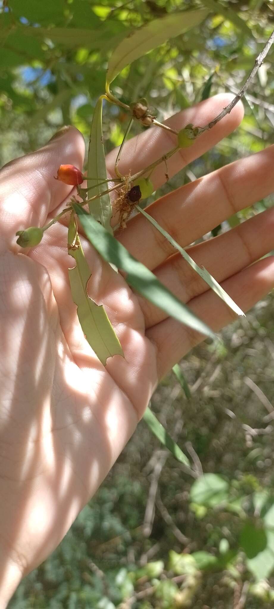 Myrceugenia glaucescens (Cambess.) D. Legrand & Kausel resmi