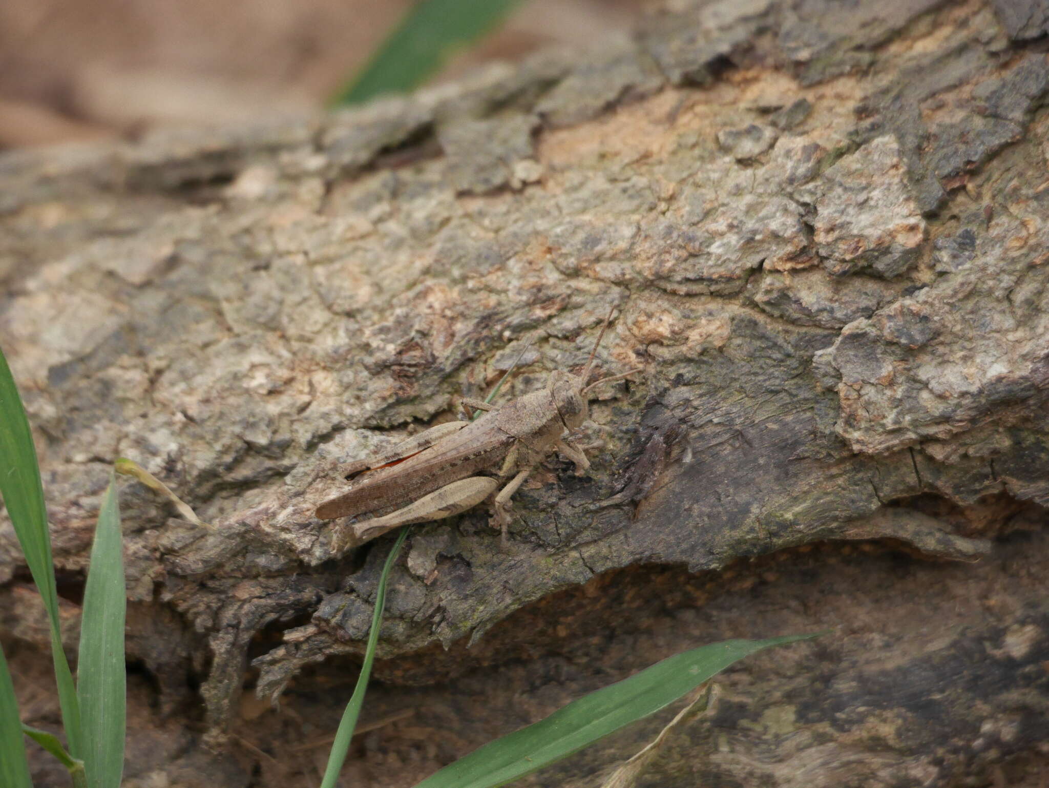 Image of Xenocatantops brachycerus (Willemse & C. 1932)