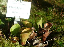 Image of Heliamphora minor Gleason