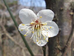 Image of Chinese plum