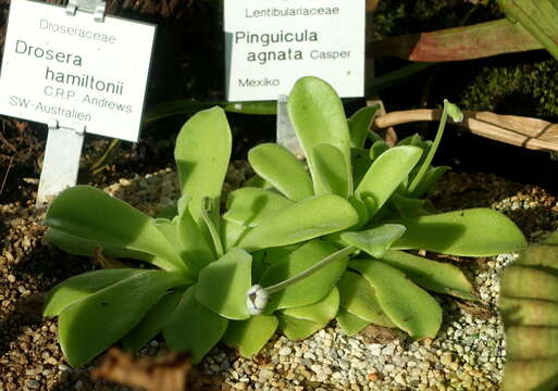 Image de Pinguicula agnata Casper