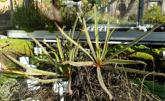 Image de Drosera regia Stephens