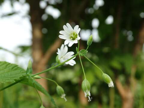 Image of Cerastium davuricum Fischer