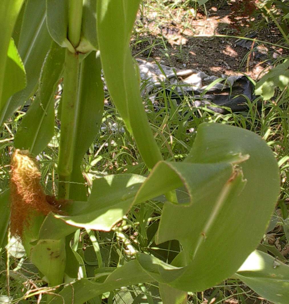 Image of corn