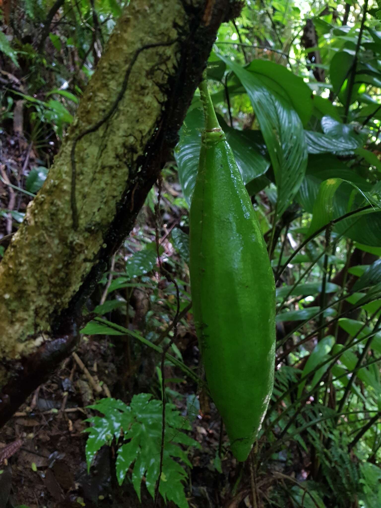 Image of Amphitecna kennedyae (A. H. Gentry) A. H. Gentry