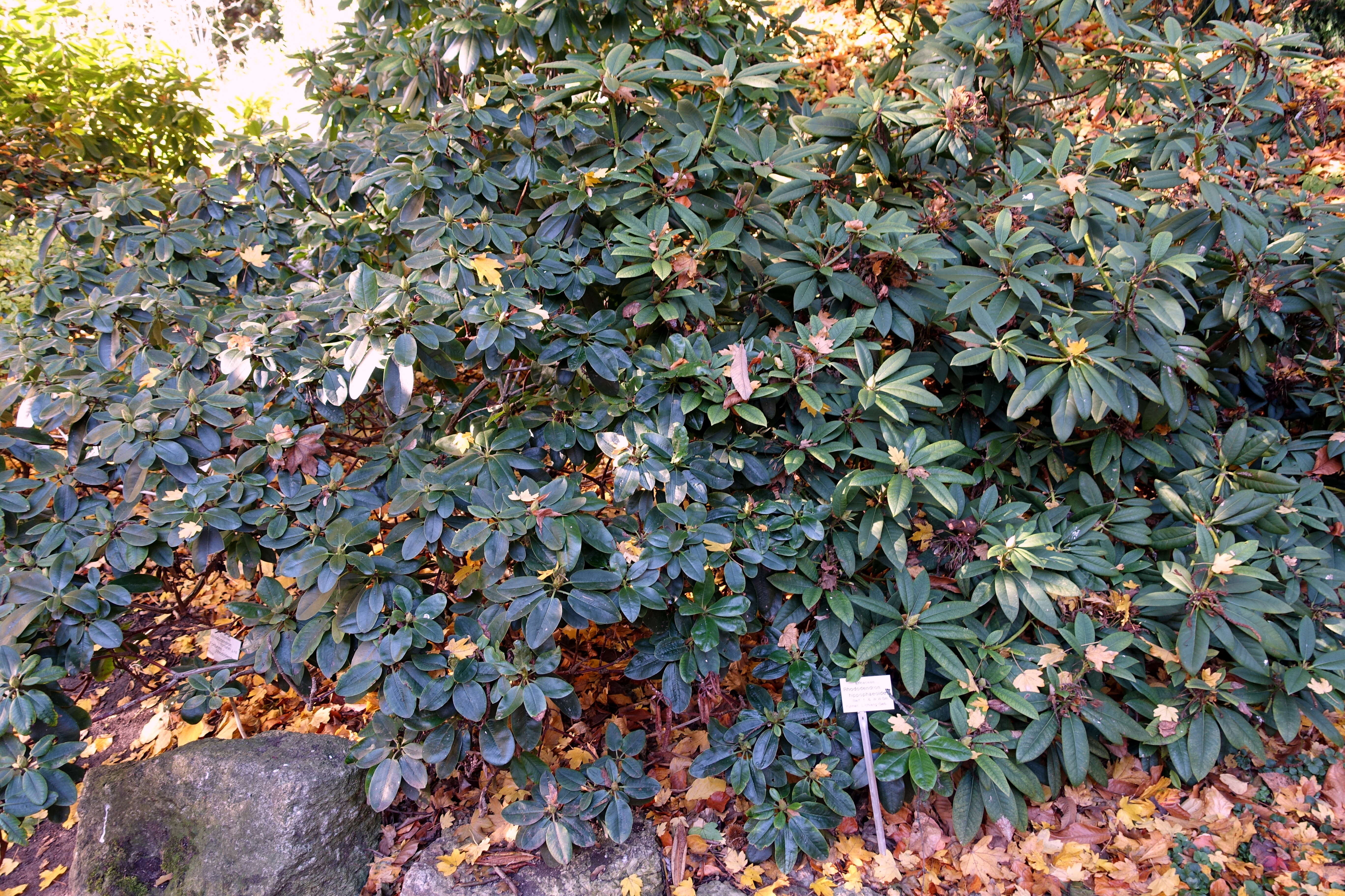 Image of Rhododendron hippophaeoides I. B. Balf. & W. W. Sm.