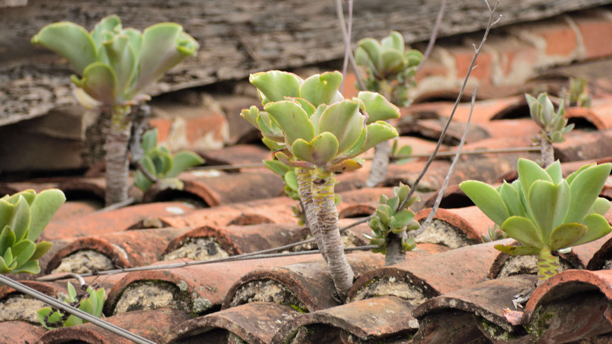 Image of Echeveria pallida Walther