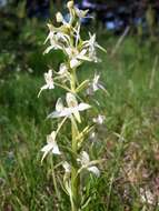 Image of lesser butterfly-orchid