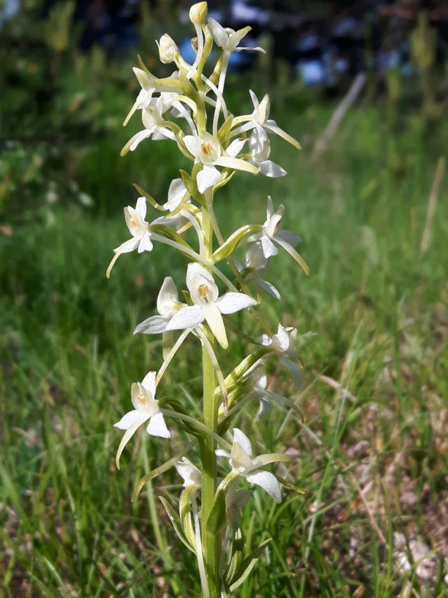 Image of lesser butterfly-orchid