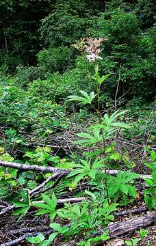 Image of Filipendula palmata (Pall.) Maxim.