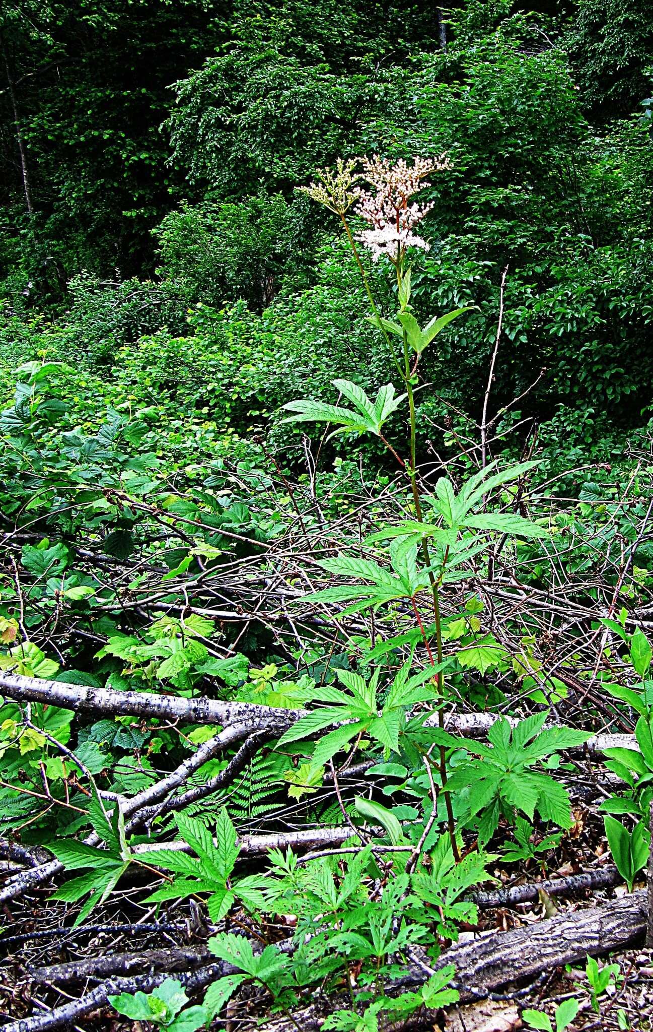 Plancia ëd Filipendula palmata (Pall.) Maxim.