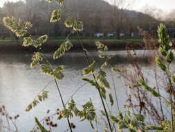 Image of Cocksfoot or Orchard Grass