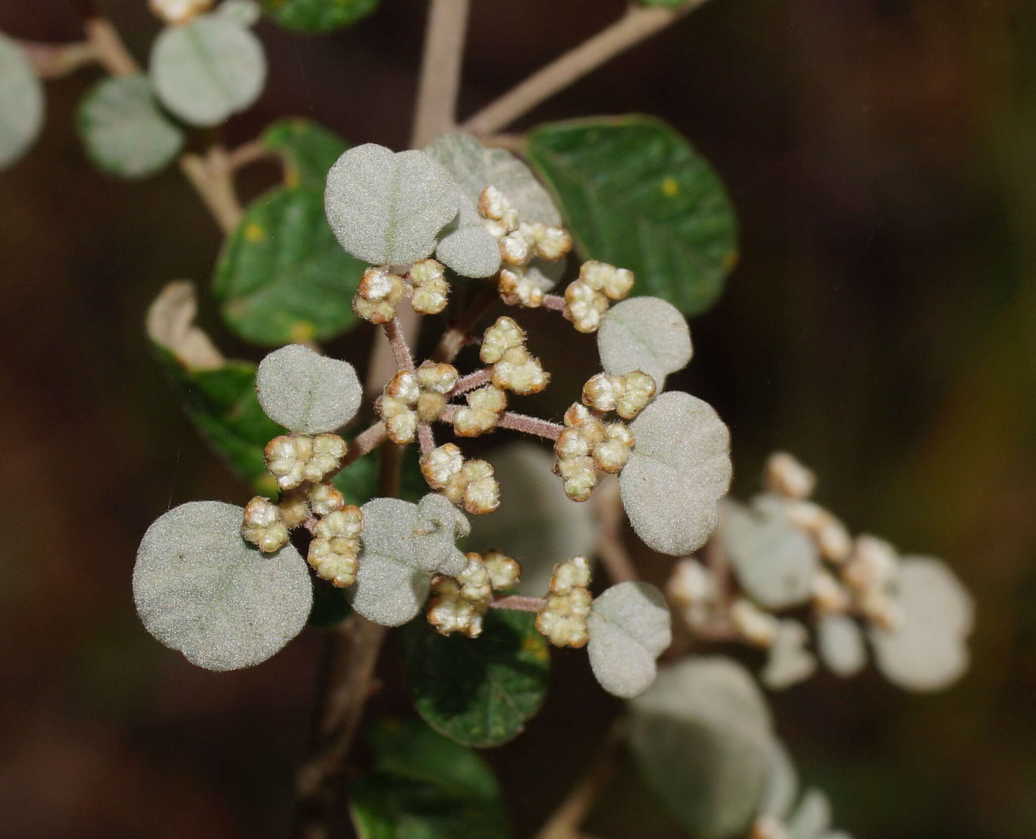 Image of Cryptandra parvifolia (Hook.) Hook. fil.