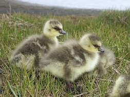 Image of Cackling Goose