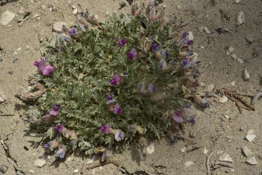 Plancia ëd Oxytropis oreophila var. juniperina S. L. Welsh