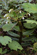 Image of Epidendrum lacustre Lindl.