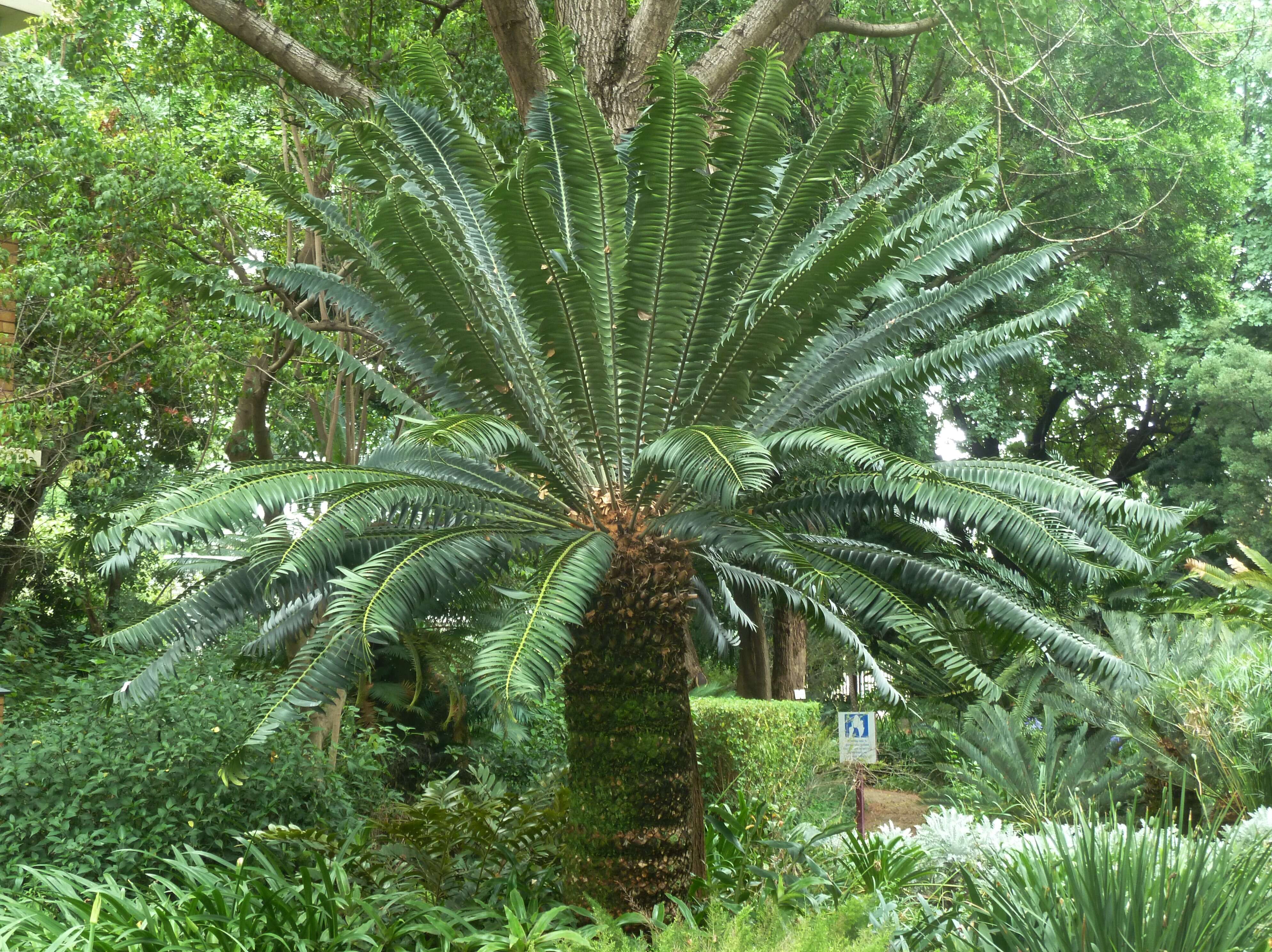 Image of Modjadji Cycad