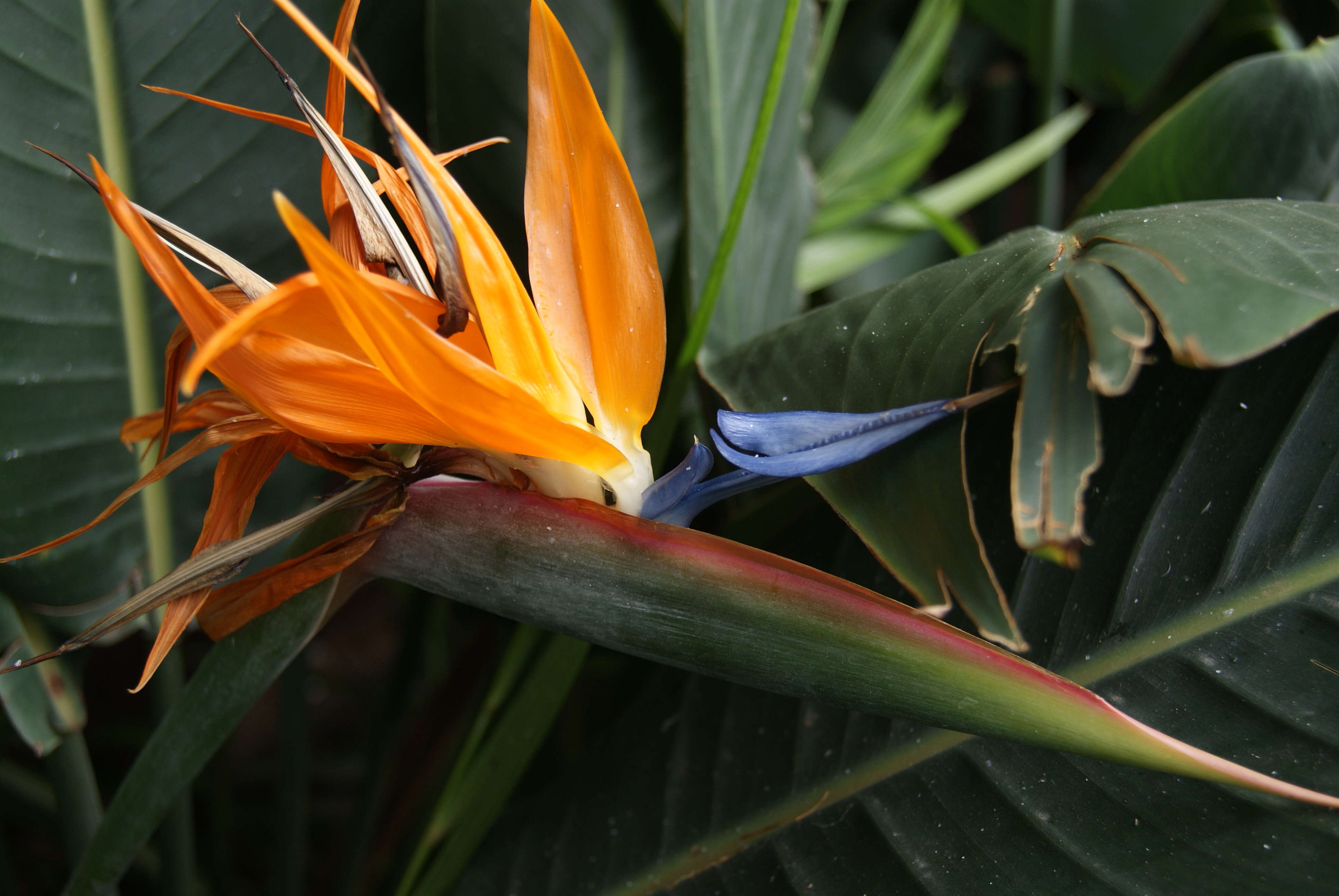 Image of Bird of paradise plant