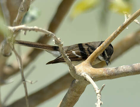 Image of Mangrove Fantail