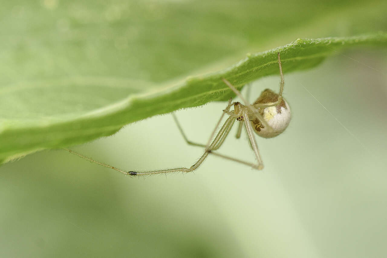 Image of Theridion calcynatum Holmberg 1876