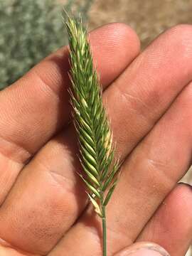 Image of wheatgrass