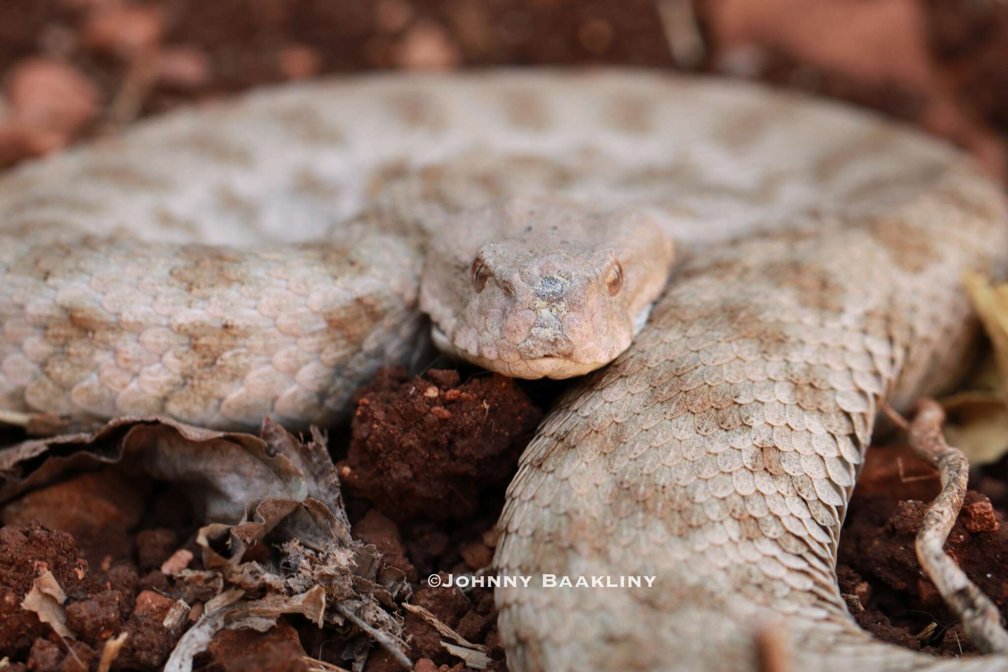 صورة Macrovipera lebetinus (Linnaeus 1758)