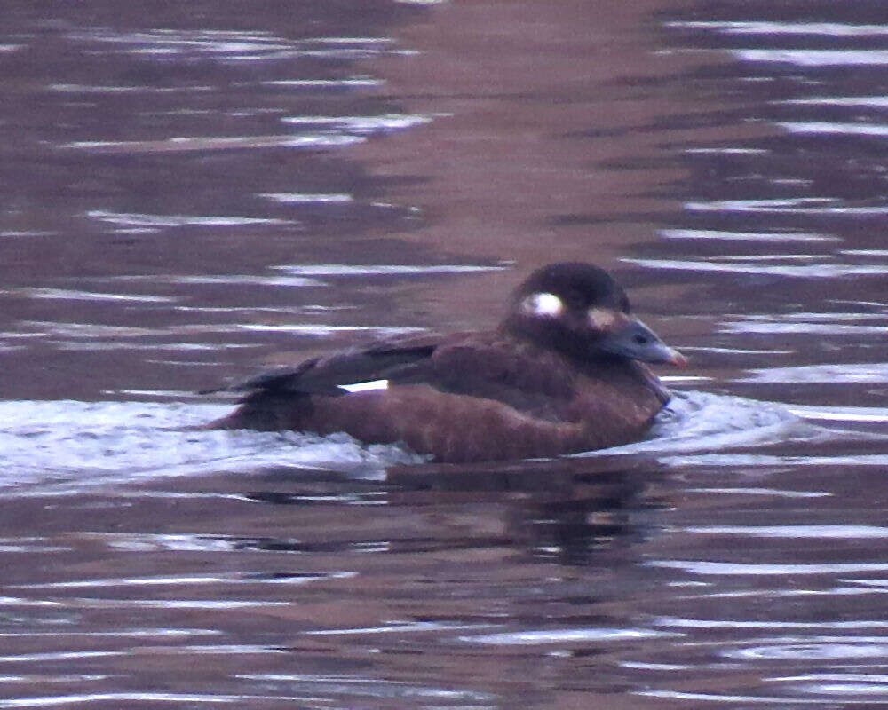 Image of White-winged Scoter