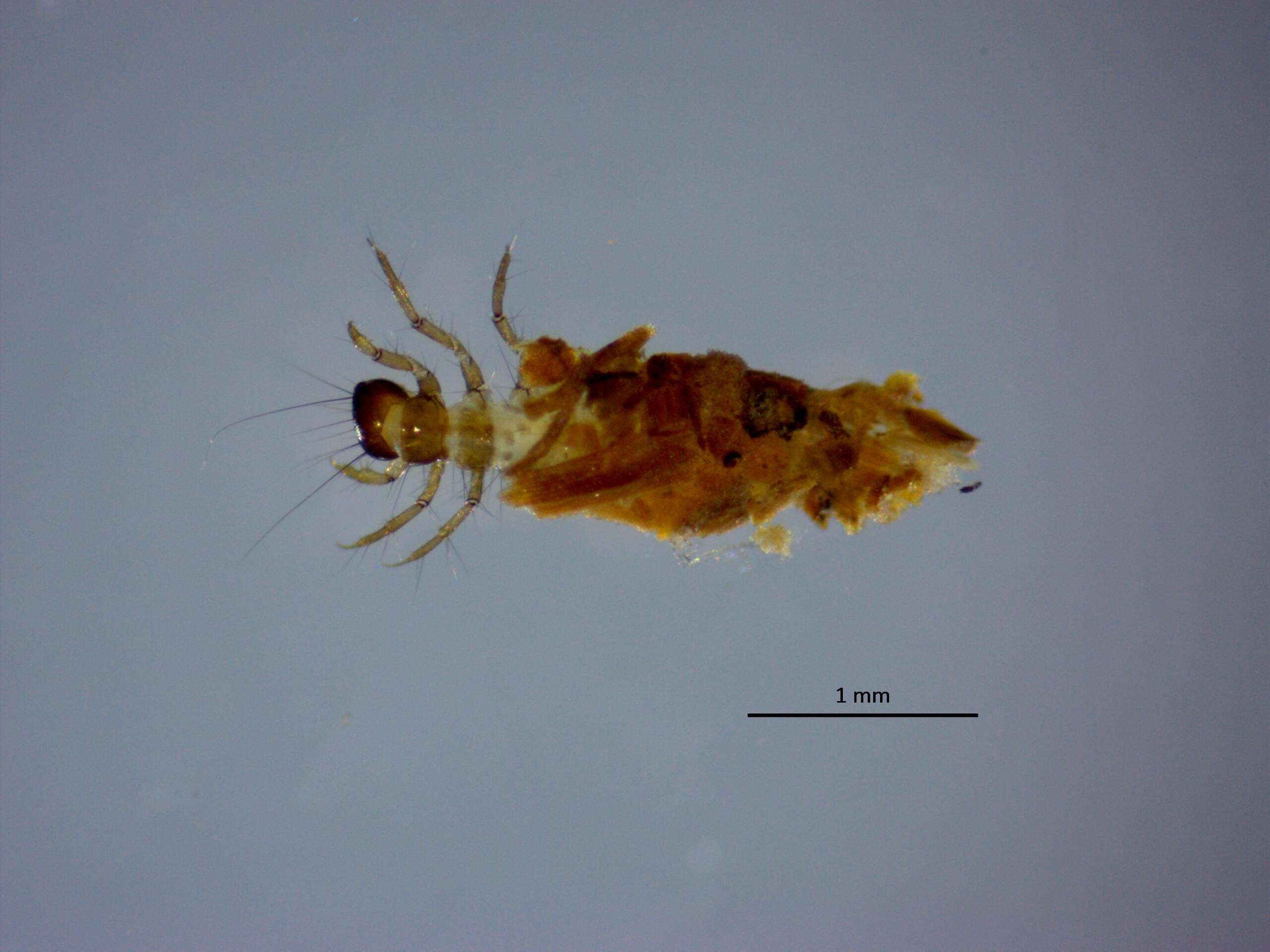 Image of Limnephiloidea
