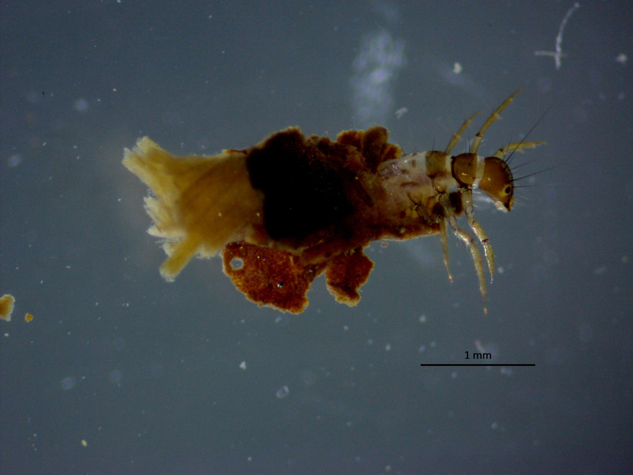 Image of Limnephiloidea