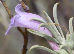 Слика од Eremophila pantonii F. Muell.