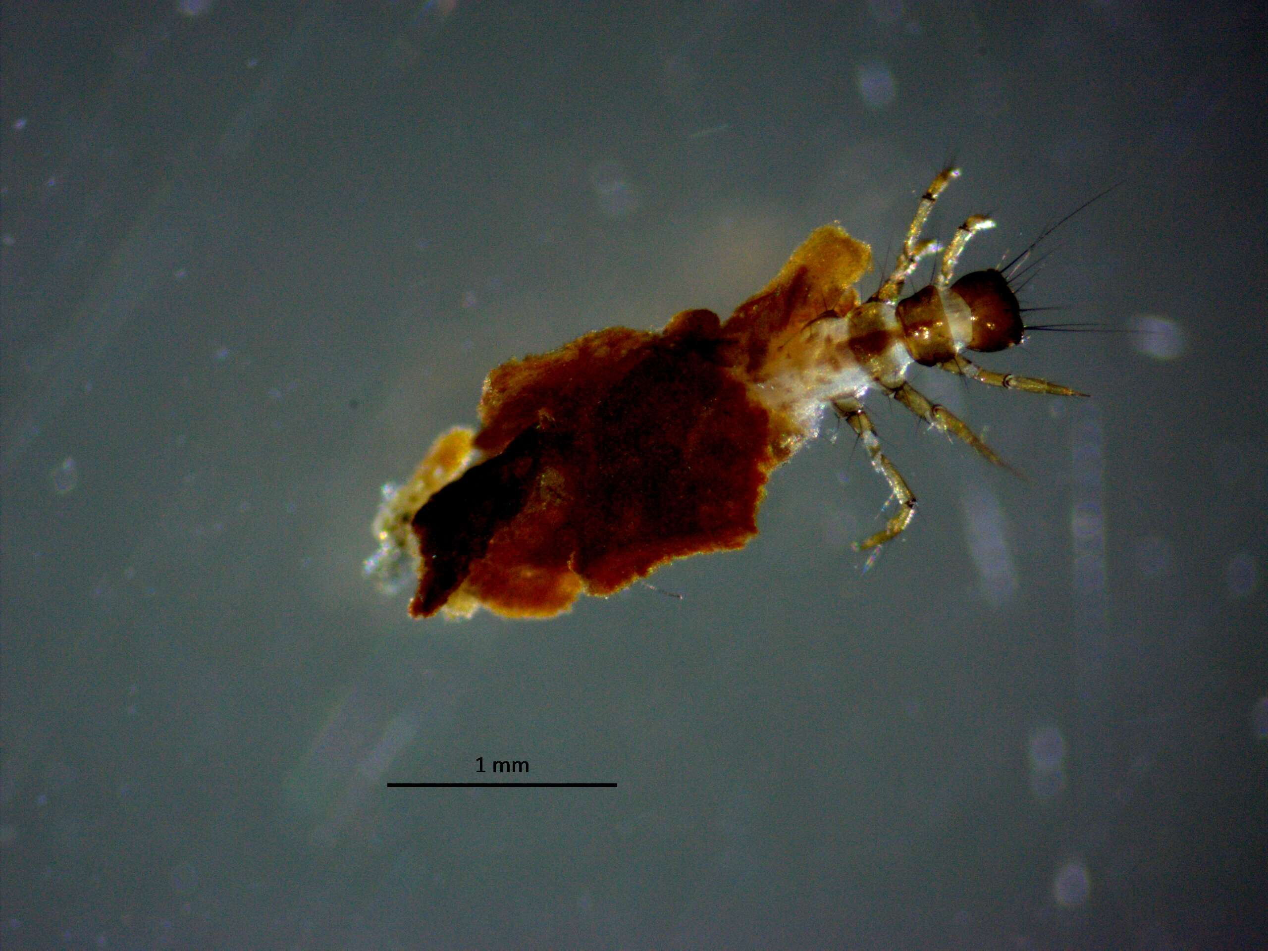 Image of Limnephiloidea