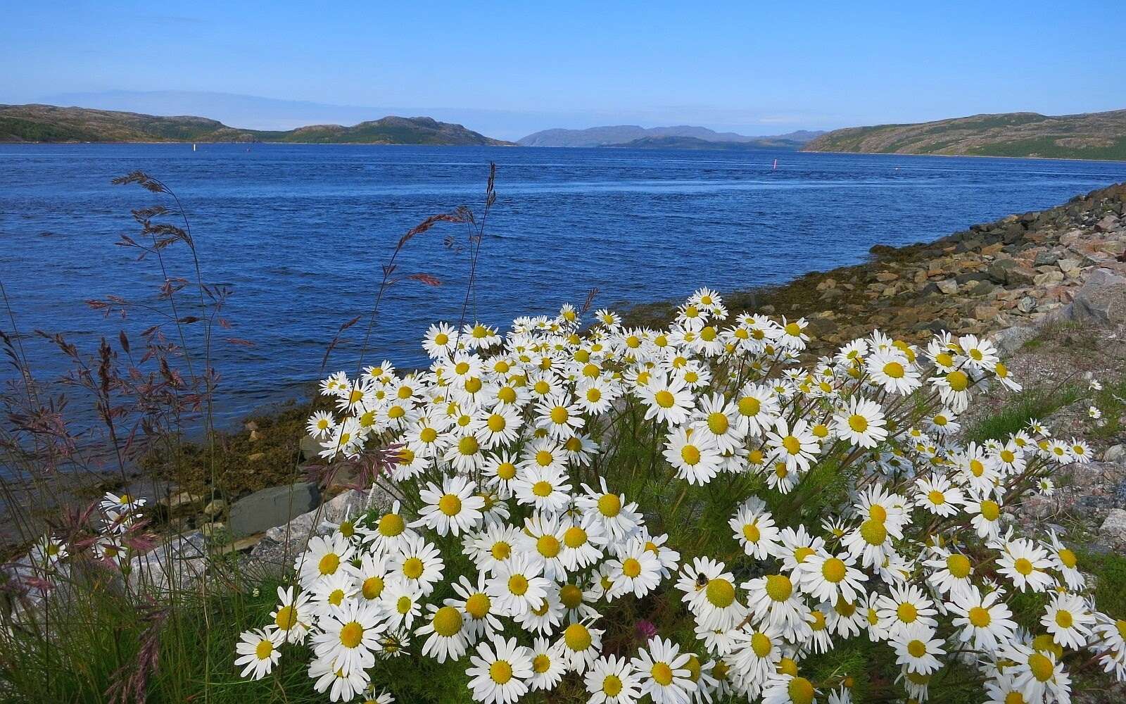 Anthemis arvensis L. resmi