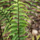 Imagem de Asplenium parvum Watts