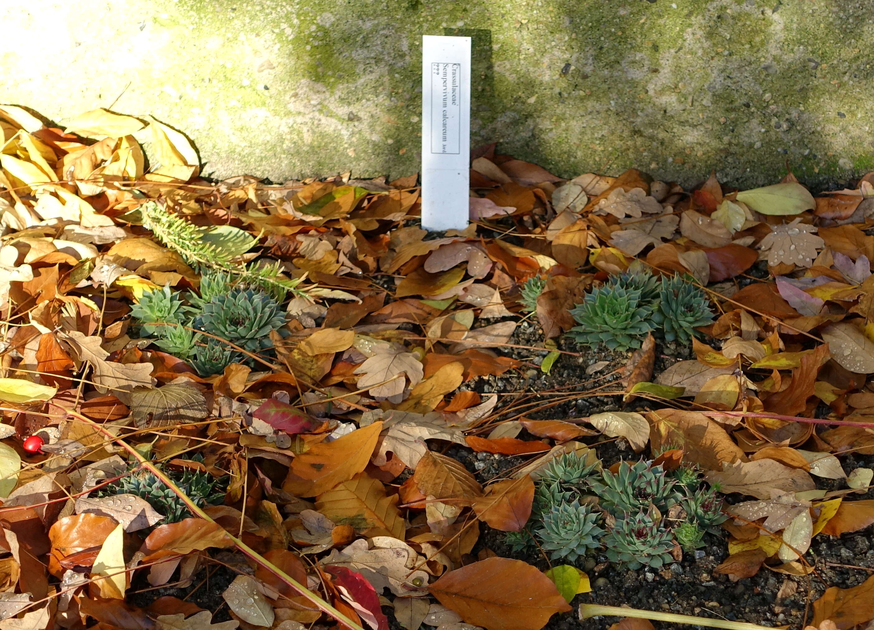 Image of Sempervivum calcareum Jordan