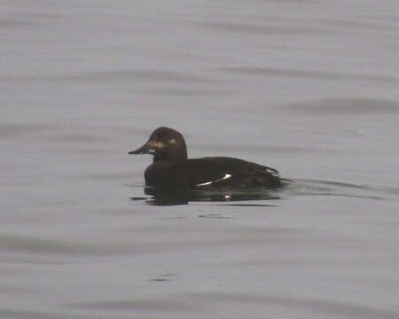 Image of Velvet Scoter