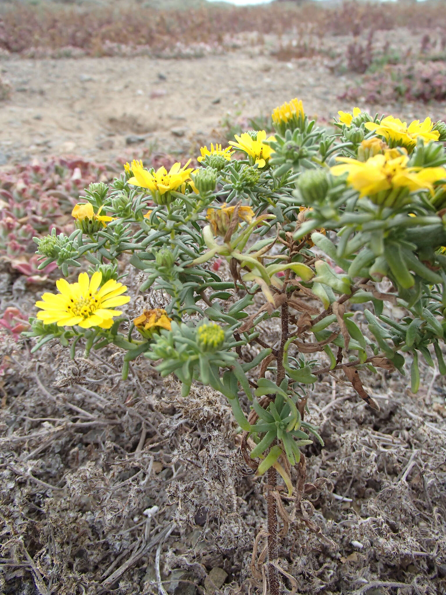 Image of Deinandra streetsii (A. Gray) B. G. Baldwin