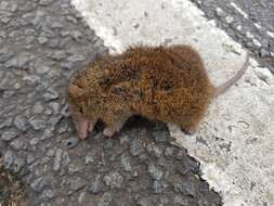 صورة Antechinus minimus (É. Geoffroy Saint-Hilaire 1803)